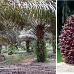 Centrapalm