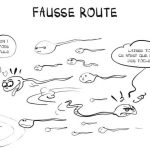 052-les-spermatozoides