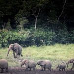 Les éléphants au Gabon
