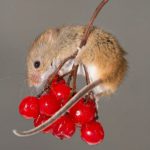 Souris