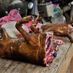 viande-chien