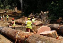 RCA: abattage anarchique des arbres dans la Vakaga