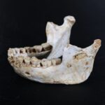 Maroc: des fossiles humains découverts à Casablanca redéfinissent la phase de l’évolution humaine entre Homo erectus et Homo sapiens