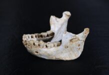 Maroc: des fossiles humains découverts à Casablanca redéfinissent la phase de l’évolution humaine entre Homo erectus et Homo sapiens