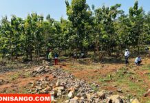 RCA: plus de 55 000 arbres à planter dans le quartier Bellevue à Bangui Plantation des arbres à la cité Bellevue á Bangui