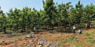 RCA: plus de 55 000 arbres à planter dans le quartier Bellevue à Bangui Plantation des arbres à la cité Bellevue á Bangui