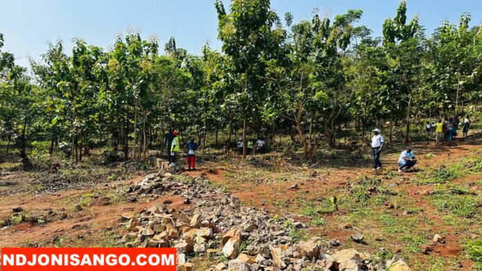 Plantation des arbres Plantation des arbres à la cité Bellevue á Bangui