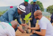 RCA: le gouvernement plante plus de 50 000 arbres pour soutenir une économie verte Planting des arbres à la Bellevue à Bangui par le premier ministre Félix Moloua