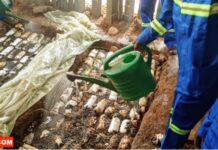 RCA: la culture des champignons, une filière porteuse de revenus pour les jeunes entrepreneurs