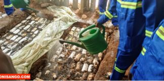 RCA: la culture des champignons, une filière porteuse de revenus pour les jeunes entrepreneurs