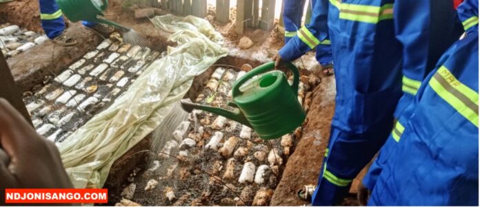 Culture de champignons pour former les jeunes grâce au projet Maïngo @crédit photo Marly Pala