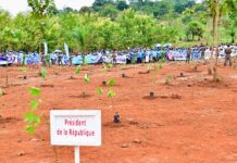 RCA: Touadéra appelle à une solidarité nationale pour protéger l’environnement Journée de planning des arbres à la cité Belle vue dans le 7ème arrondissement de Bangui