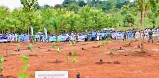 RCA: Touadéra appelle à une solidarité nationale pour protéger l’environnement Journée de planning des arbres à la cité Belle vue dans le 7ème arrondissement de Bangui