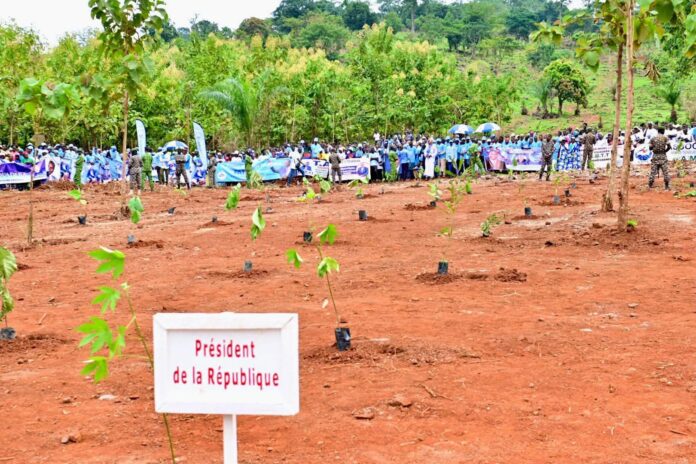Journée de planning des arbres à la cité Belle vue dans le 7ème arrondissement de Bangui
