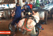 RCA: à Berbérati, le transport de la viande à moto inquiète la population Transport de la viande de boeuf à Berberati à l'ouest de Centrafrique @crédit photo Mahamat Idriss Yakezis