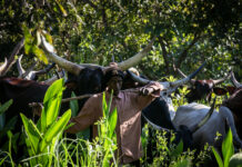 RCA: des éleveurs et autorités locales mobilisés pour une transhumance apaisée Un troupeau en pâturage dans une zone de transhumance en Centrafrique @crédit photo Minusca