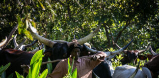 RCA: des éleveurs et autorités locales mobilisés pour une transhumance apaisée Un troupeau en pâturage dans une zone de transhumance en Centrafrique @crédit photo Minusca